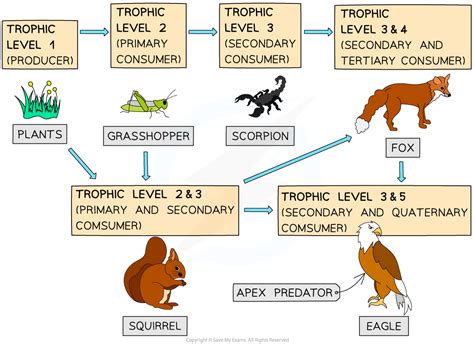 Aqa A Level Biology复习笔记5 3 6 Trophic Levels 翰林国际教育