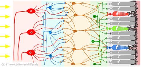 Die Netzhaut Diagram Quizlet