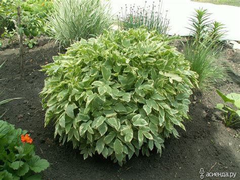 Сныть пестролистная в ландшафтном дизайне (70 фото) » НА ДАЧЕ ФОТО