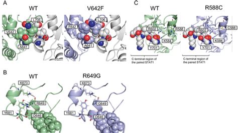 structural analysis  stat proteins ac  wild type wt stat