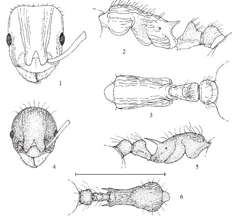 Figure 16 From A REVIEW OF THE ANT GENERA LEPTOTHORAX MAYR AND