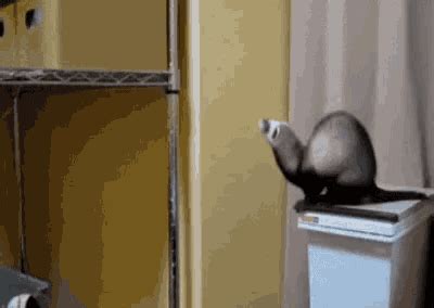 Funny Animals Ferret GIF - Funny Animals Ferret Afraid - Discover ...