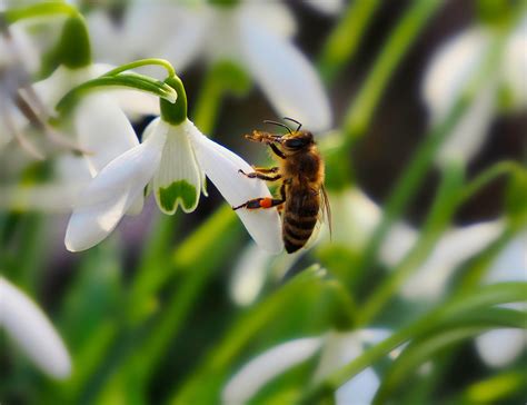 Insecto Abeja Entomolog A Foto Gratis En Pixabay Pixabay