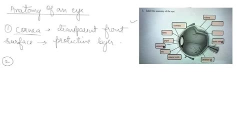 SOLVED Label The Structure Of The Anterior View Of The Left Ear