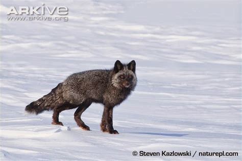 Front Range Colorado Naturalist Foxes Of Colorado