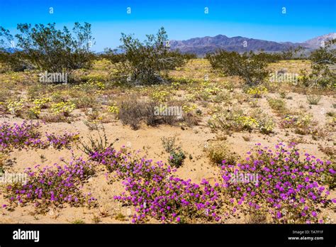 Desert Wildflowers Blooming Along Route 66 In The Mojave Desert