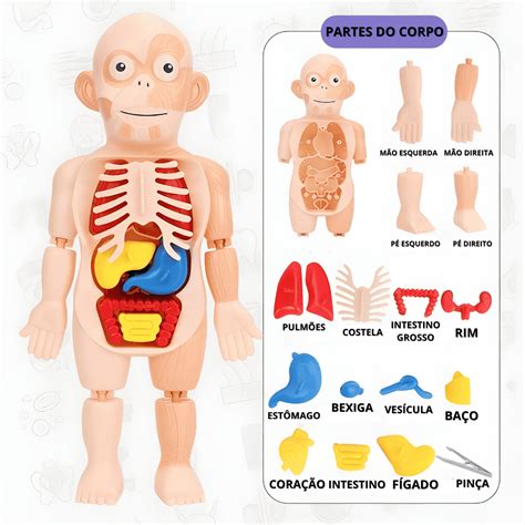 Bonecos Do Corpo Humano - Boneco De Anatomia Humana Quebra Cabeça Corpo Humano Brinquedo ...