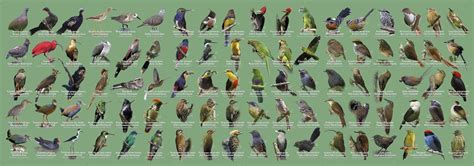 Aves Da Mata Atlântica - Aves da Mata Atlantica - Poster | Bioma brasileiro, Observação de ...