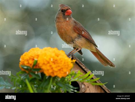 A Northern Cardinal on a bird house roof Stock Photo - Alamy