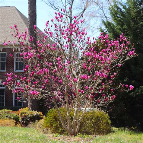 Ann Magnolia Trees for Sale | BrighterBlooms.com