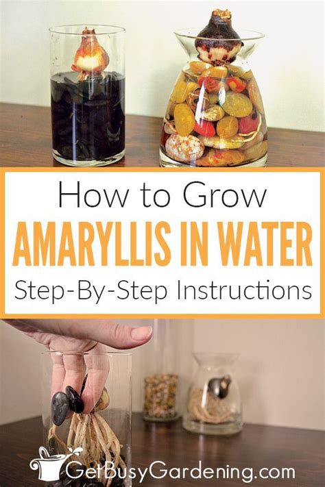 Grow Amaryllis In Water Easy Step By Step Guide