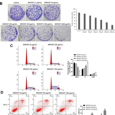 Multiwalled Carbon Nanotubes Mwcnts Inhibits Tumor Growth In Skov3