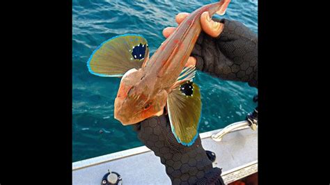 How To Fillet Gurnard Fish Its All In The Knife Youtube