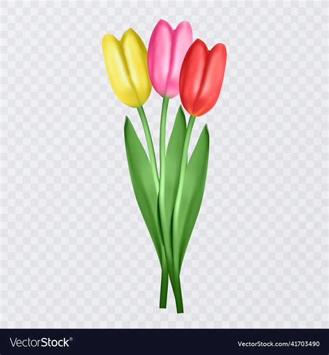 Set of realistic tulips on transparent background Vector Image