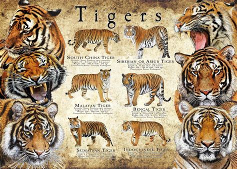 Endangered Tigers Of Asia Poster Etsy