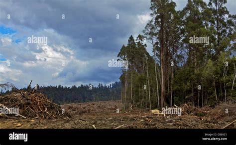 Old growth logging hi-res stock photography and images - Alamy