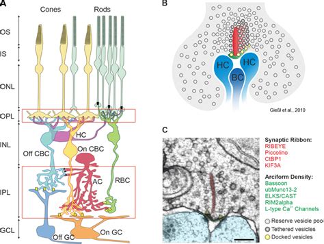 The Mammalian Retina And The Rod Photoreceptor Ribbon Synapse A