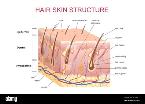 Human Hair Structure Diagram