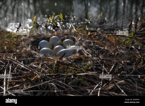 Goose Eggs In Nest Near Pond Stock Photo Alamy