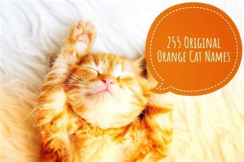 Original Orange Cat Names: 255 Colorful & Cute Names For Ginger Cats ...