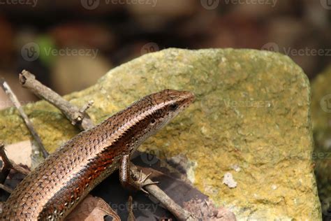 Common Sun Skink lizard basking under the sun 16079396 Stock Photo at
