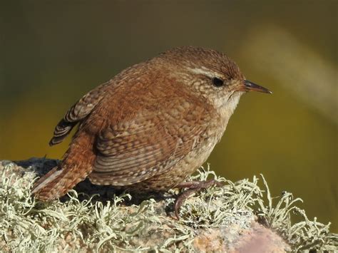 Oiseaux Forestiers Communs En Images