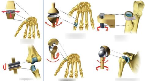 types of freely movable joints diagram Diagram | Quizlet