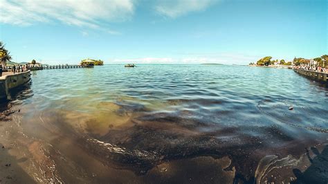 Mangroves