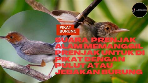 PIKAT BURUNG PRENJAK DI ALAM DENGAN SUARA PRENJAK INI PAKAI PULUT