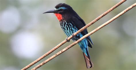 Ugandas Treasured Black Bee Eater Journeys Uganda