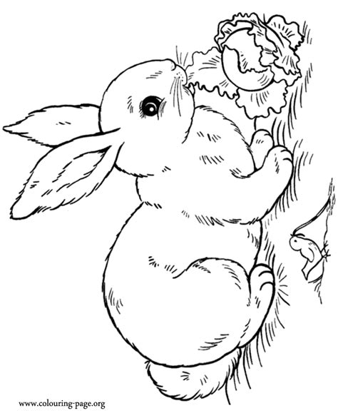 Realistic Rabbit Coloring Pages - Coloring Home