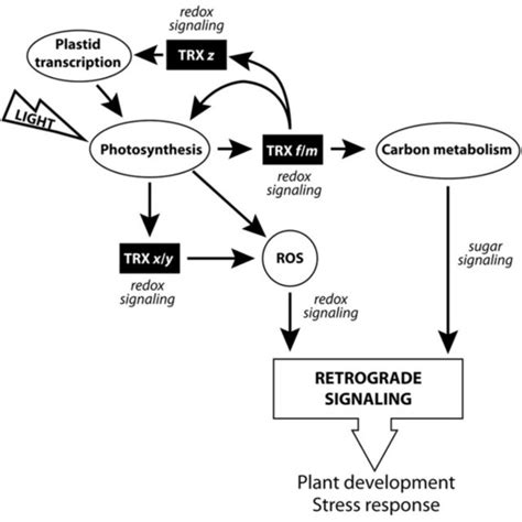 Scheme Of TRX X Y And Z Mediated Redox Signaling In Plastids The