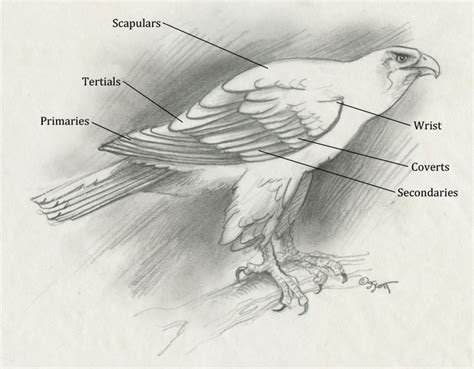 Hawk Wings Drawing at PaintingValley.com | Explore collection of Hawk Wings Drawing