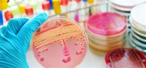 Microbiological Testing Services Microbiology Testing Service