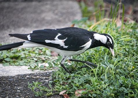 IMG 7676 Pee Wee Boonah L4 The Magpie Lark Also Known As Flickr