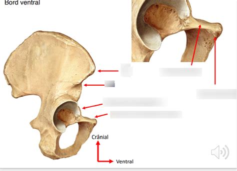 Diagramme De Sch Ma Du Bord Ventral De L Os Coxal Quizlet
