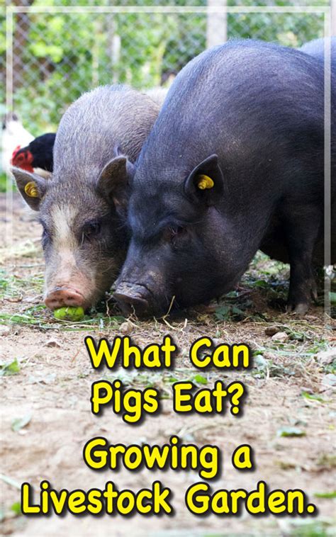 What Can Pigs Eat Out Of Your Garden Countryside Pigs Eating