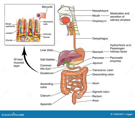 Lintestin Humain Illustration De Vecteur Illustration Du Bile 13063309