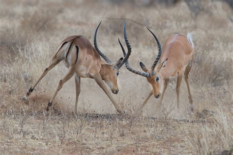 Impala Antelope Wallpapers - Wallpaper Cave