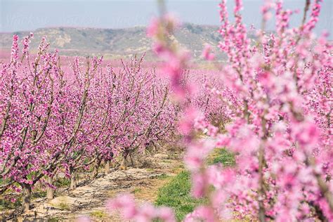 «Nectarine Tree In Bloom» del colaborador de Stocksy «CACTUS Creative ...