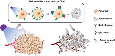 Combination Of Long Acting Trail And Tumor Cell Targeted Photodynamic