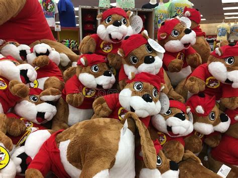 Stuffed Buc Ee Beaver Dolls In Buc Ee`s Convenience Store Editorial