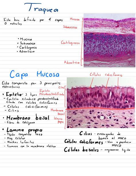 Traquea Histologia Dibujo