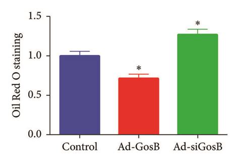 Effects Of Gosb On Cellular Lipid Droplets Accumulation Triglyceride