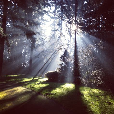 Free Images Landscape Tree Nature Forest Grass Branch Light Wood Fog Mist Night