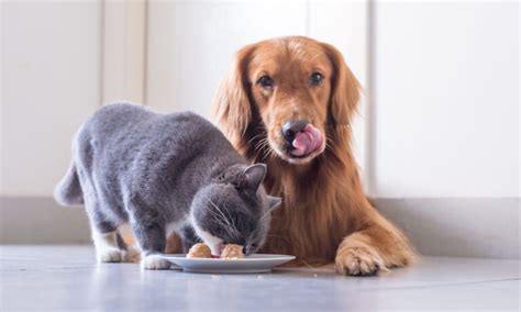 Carboidratos cães e gatos podem comer Cães