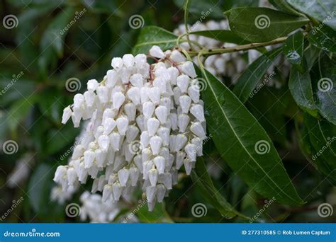 Japanese Andromeda Pieris Japonica White Cascade Clusters Of Bell