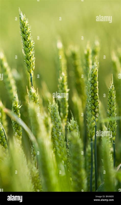 Wheat Field In Spring Triticum Stock Photo Alamy