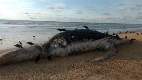 Baleia Jubarte Morta Aparece Em Praia De Guriri No Es Sul Do Es G