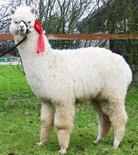 Alpacas for sale - Classical MileEnd - Breeders Of Quality Alpaca From ...